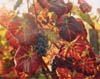 Grapes & Leaves (H), Burgundy, France