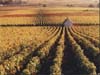 Vineyard & Building, Burgundy, France