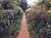 Garden, Path, Normandy, France