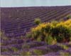 Lavender Field & Yellow Flowers, Provence, France