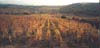 Burgundy Vineyard at Dusk, France