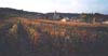 Vineyard & Village, Burgundy, France