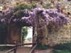 Wisteria, Tuscany, Italy