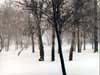 Trees in Snow, Moscow, Russia