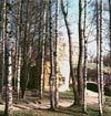 Birches in Spring, St. Petersburg, Russia