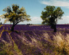 Lavender Field & Two Trees, Provence, France