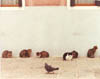 Cats & Pigeon, Venice, Italy