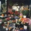 Il Fiore, North Beach
