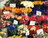 Tulips, SF
