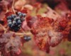 One Grape Cluster, Napa Valley, California