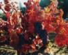 Leaves & Grape Clusters, Napa Valley, California