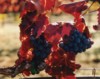 Two Grape Clusters, Napa Valley, California