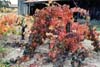 Fall Vine & Leaves, Napa Valley, California