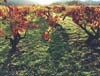 Fall Vineyard, Napa Valley, California