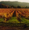 Fall Vineyard & Hills, Napa Valley, California