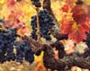Grape Cluster, Napa Valley, California