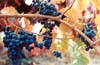 Grapes & Vines, Napa Valley, California