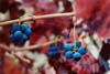 Grapes & Vines #2, Napa Valley, California