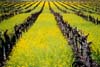 Mustard Field, Napa Valley, California