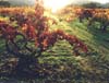 Sun & Fall Vineyard, Napa Valley, California
