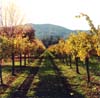 Vineyard, Road & Mountains, Napa Valley, California