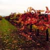 Vineyard Row, Napa Valley, California