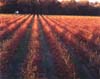Vineyard at Sunset, Sonoma, California