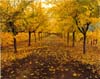 Road & Trees, Napa Valley, California