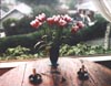 Tulips, Table & Window, Corte Madera, California