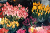 Flowers, NYC, New York