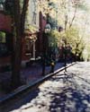 Lamp Post & Trees, Boston, Massachusetts
